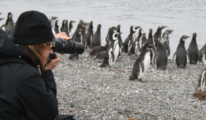 Pingüinera terrestre