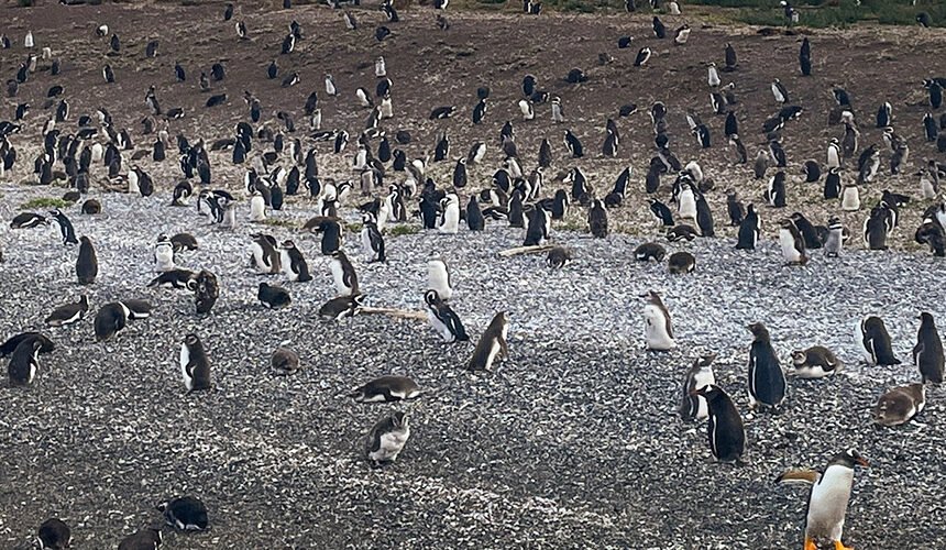 Navegación Pingüinera